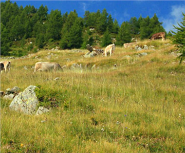 Uomo e natura, l’equilibrio che scegliamo